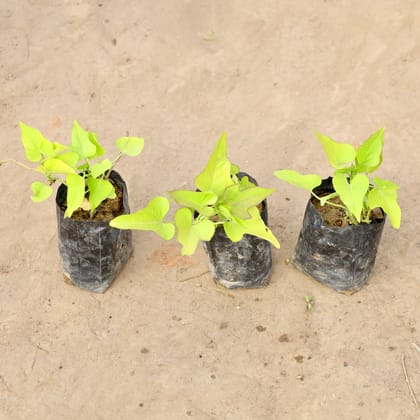 Buy Set of 3 - Ipomoea / Sweet Potato Vine Golden in 4 Inch Nursery bag | Urvann.com