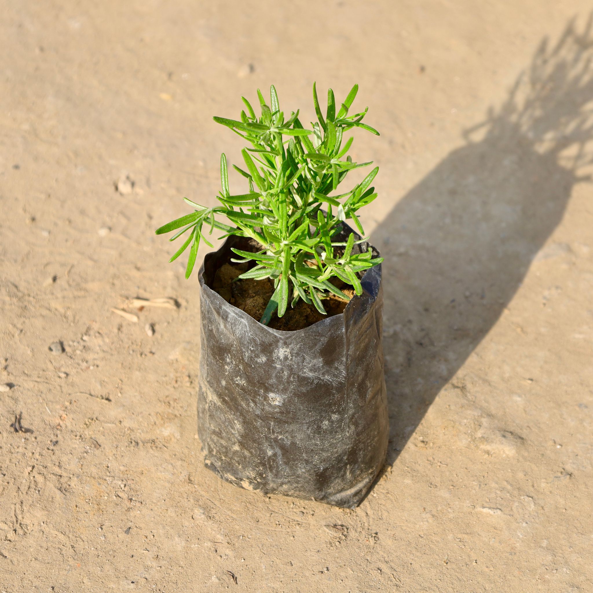 Rosemary in 4 Inch Nursery bag