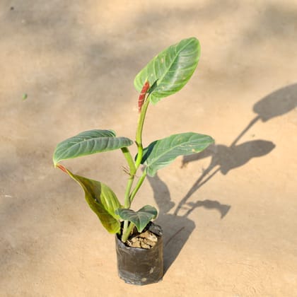 Buy Philodendron Erubescens in 4 Inch Nursery bag | Urvann.com
