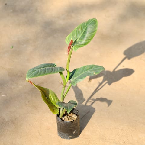 Philodendron Erubescens in 4 Inch Live Fresh Plant Nursery bag in Sector 20