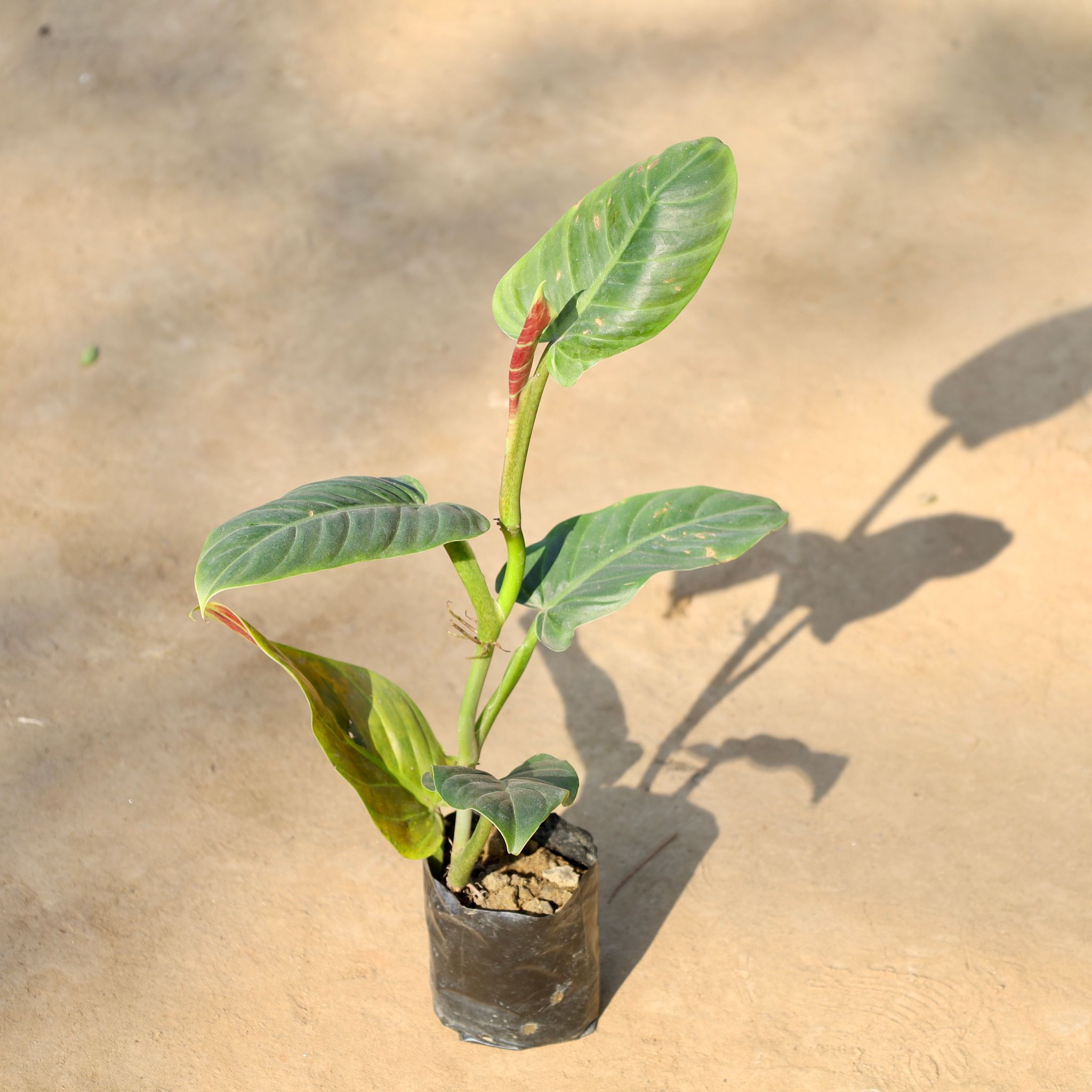 Philodendron Erubescens in 4 Inch Nursery bag