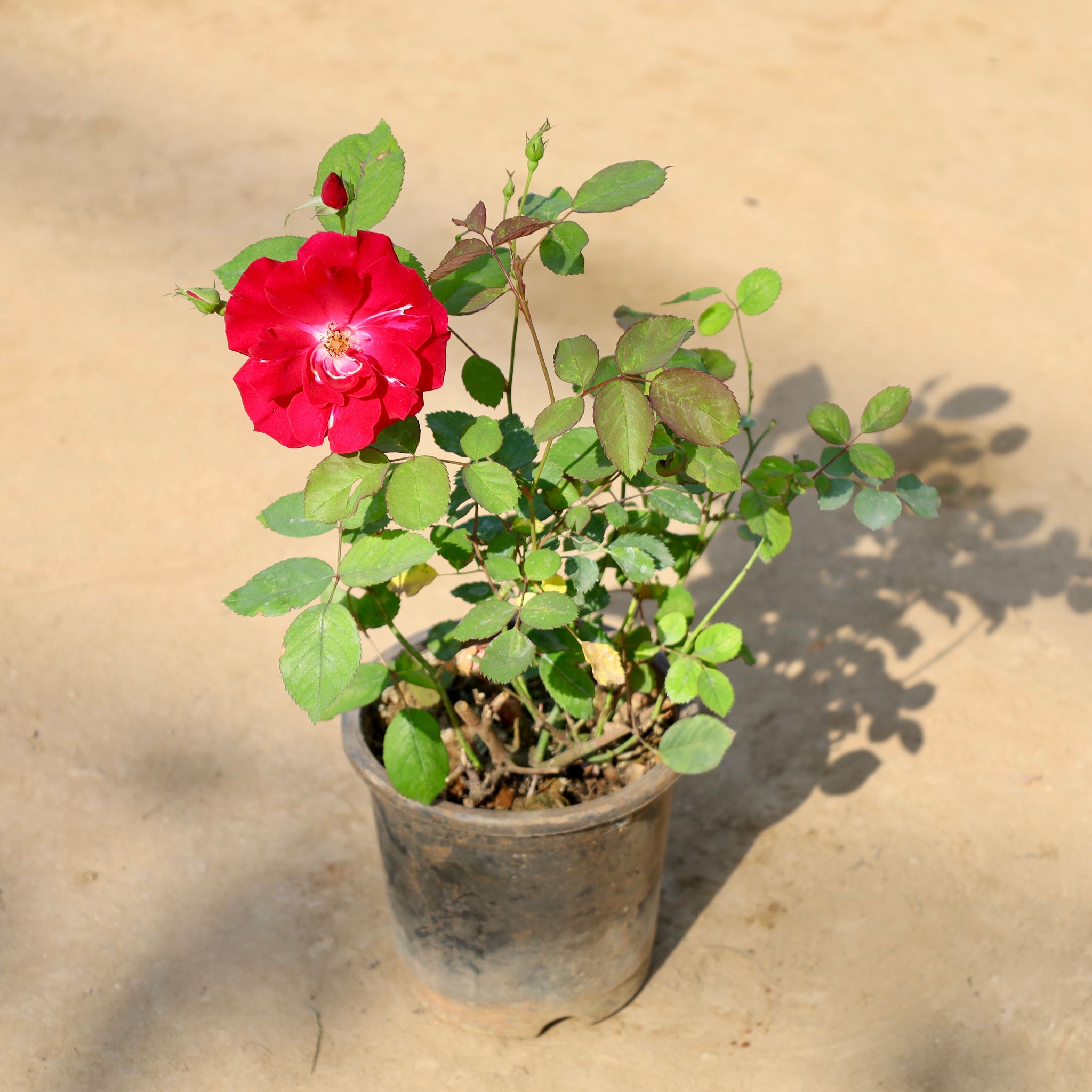 Kashmiri Rose (Any Colour) in 8 Inch Nursery Pot