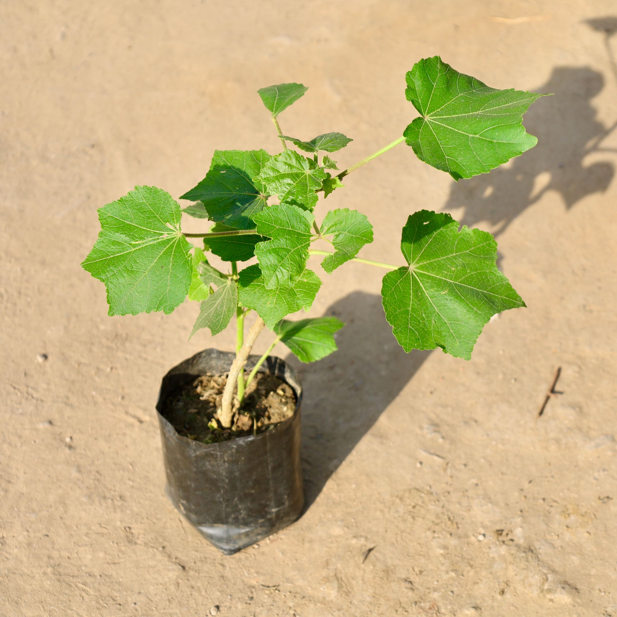 Sthal Kamal (Any Colour) in 4 Inch Nursery bag | Outdoor Flower Plant