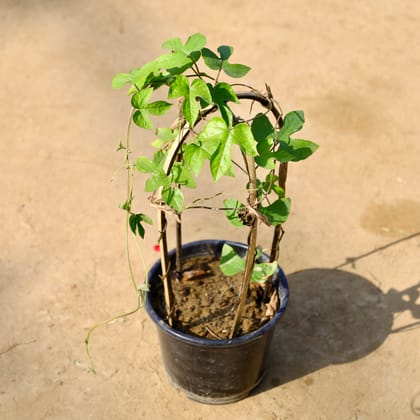 Buy Morning Glory / Blue Daze in 6 Inch Nursery Pot | Urvann.com