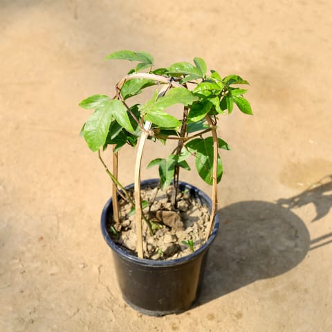 Rakhi Bel / Krishna Kamal / Passion Flower (Any colour) in 8 Inch Nursery Pot