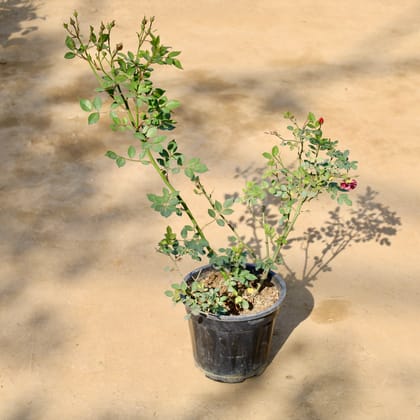 Buy English Rose (Any Colour) in 8 Inch Nursery Pot | Urvann.com