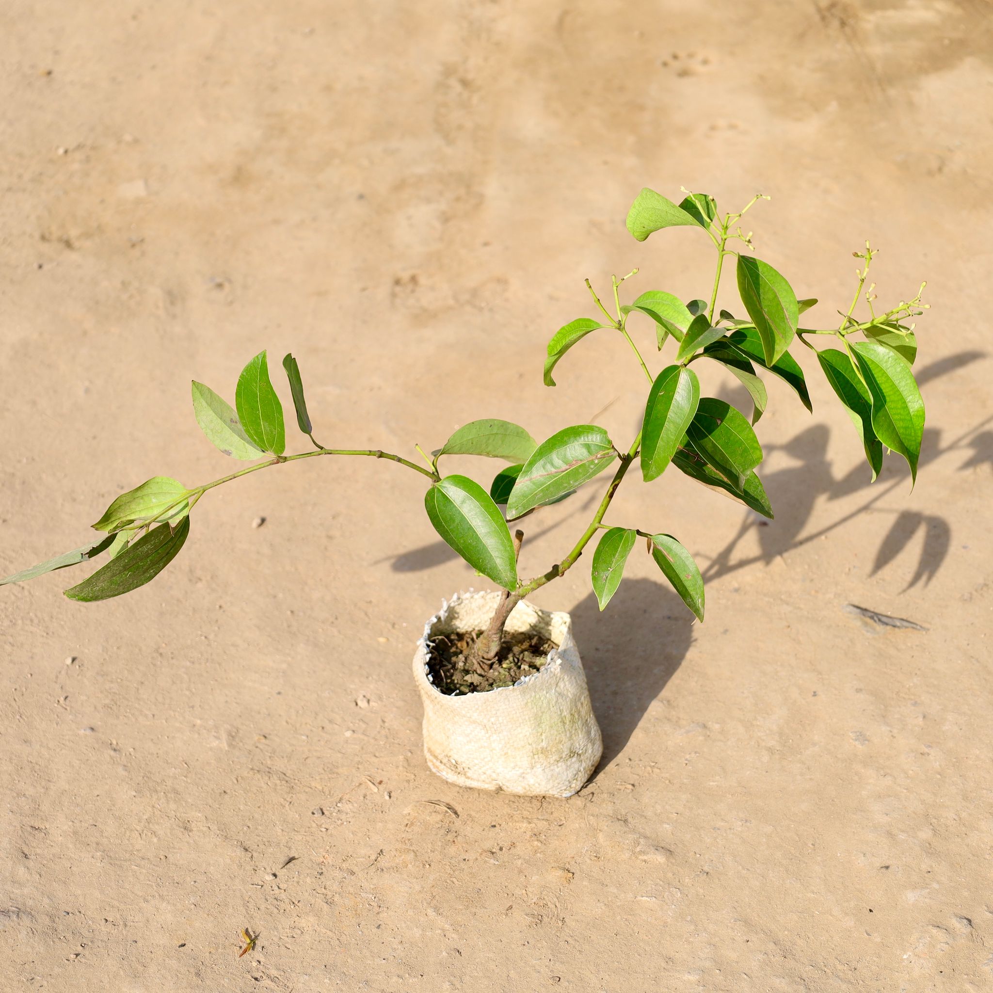 Dalchini / Cinnamon in 4 Inch Nursery bag