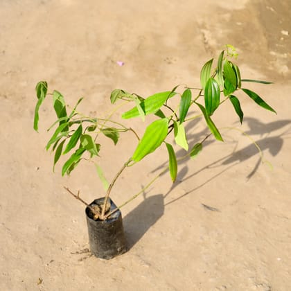 Buy Tej Patta / Bay Leaf in 4 Inch Nursery bag | Urvann.com