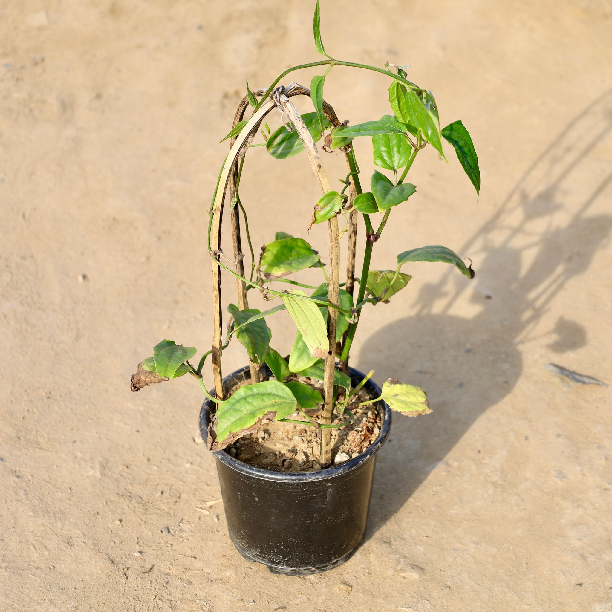 Thunbergia / Bush Clock Vine / Neelkanth in 8 Inch Nursery Pot