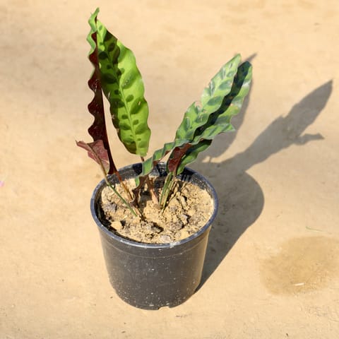 Exotic Calathea Rattle Snake in 6 Inch Nursery Pot