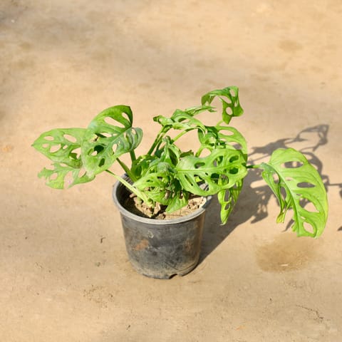 Monstera Broken Heart in 4 Inch Nursery Pot