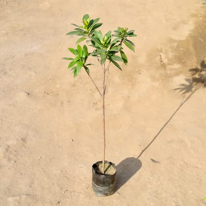 Buy First Love (Any colour) in 4 Inch Nursery bag | Urvann.com