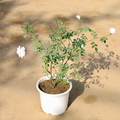 Buy English Rose (Any Colour) in 8 Inch Nursery Pot | Urvann.com
