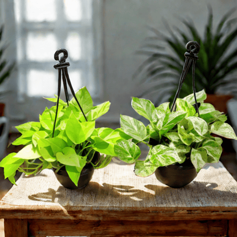 Set of 2 - (Money Plant Golden and Marble) in 6 Inch Hanging Basket