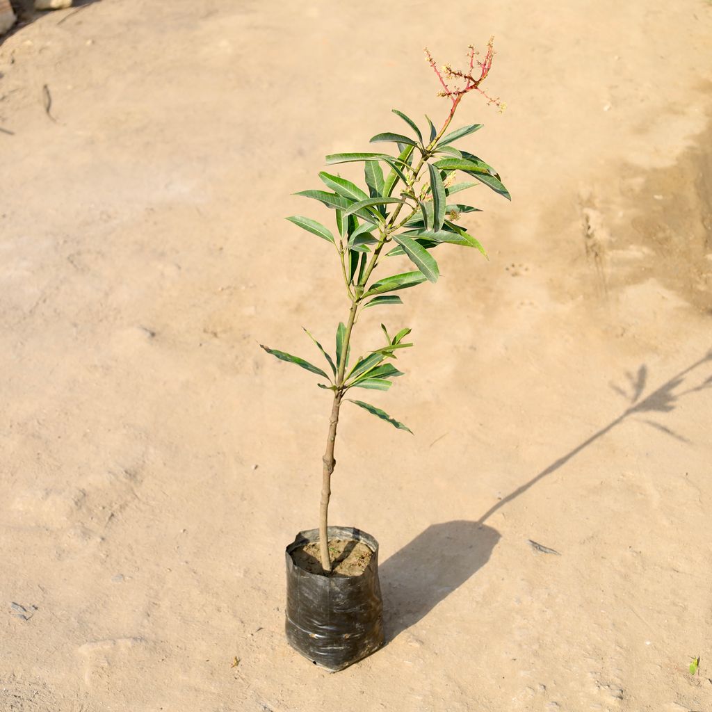 Buy Mango Grafted in 5 Inch Nursery bag | Urvann.com Mango Grafted in 5 Inch Nursery bag