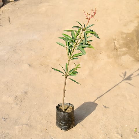 Mango Grafted in 5 Inch Nursery bag