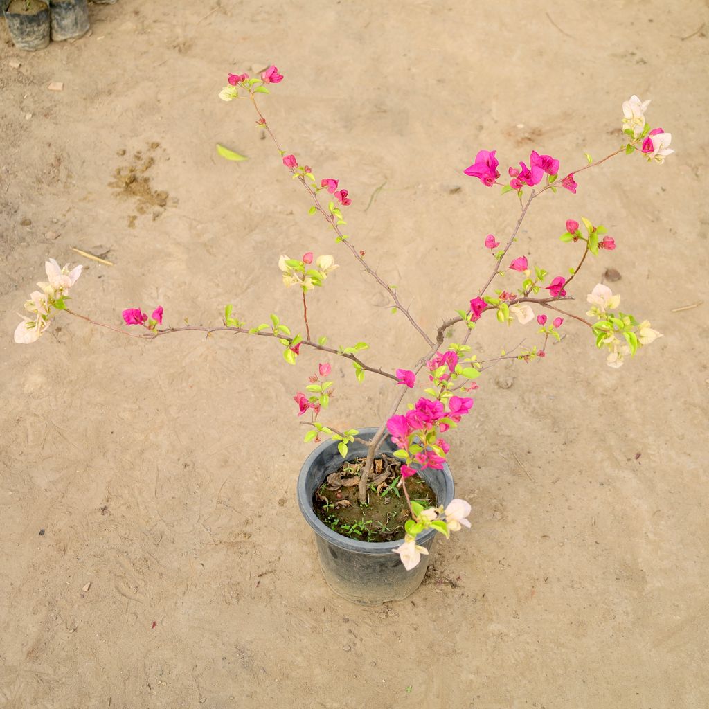 Buy Bougainvillea (Any Color) in 8 Inch Nursery Pot | Urvann.com Bougainvillea (Any Color) in 8 Inch Nursery Pot