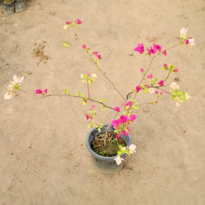 Buy Bougainvillea (Any Color) in 8 Inch Nursery Pot | Urvann.com