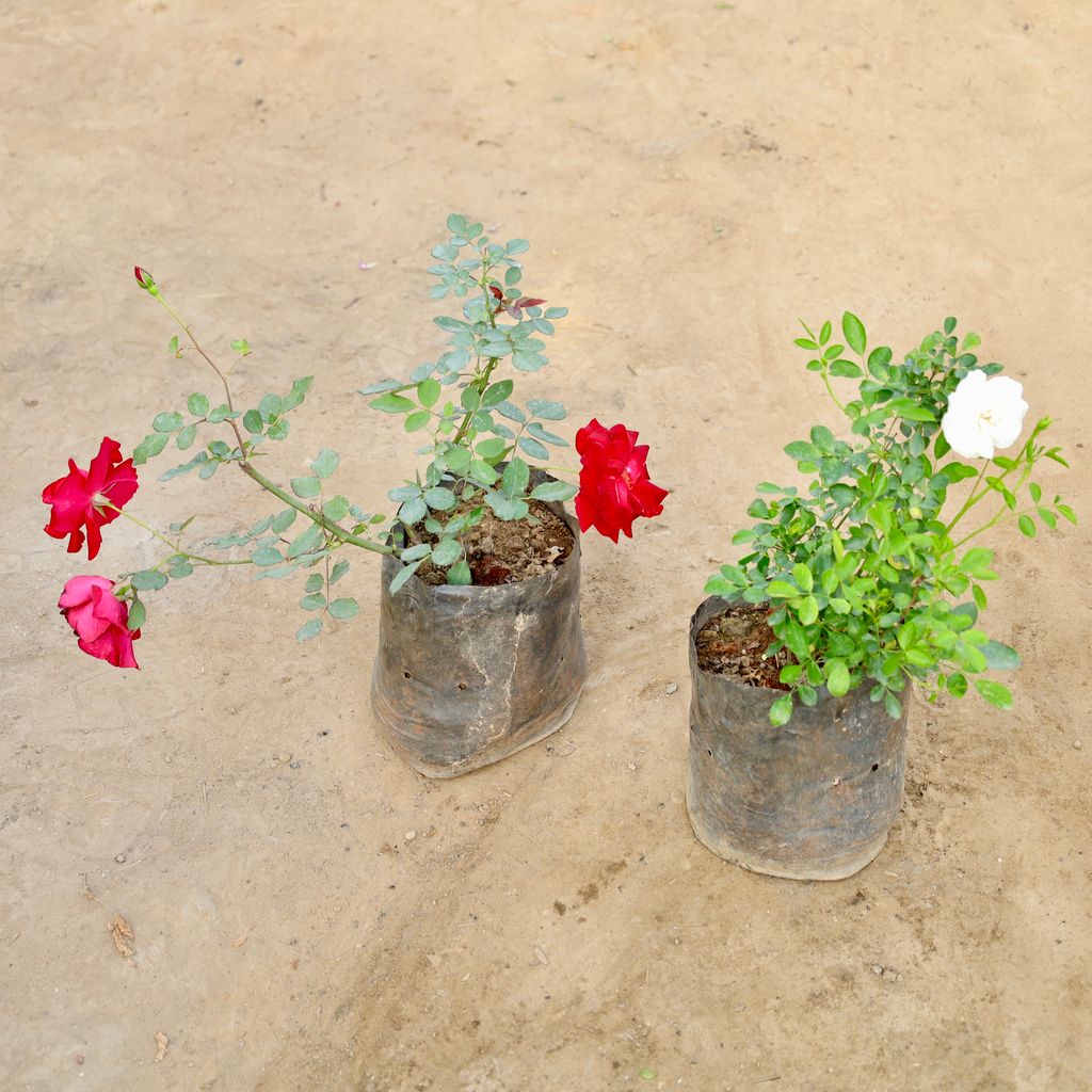 Buy Set of 2 - Kashmiri Rose Red & Kashmiri Rose White in 8 Inch Nursery bag | Urvann.com Set of 2 - Kashmiri Rose Red & Kashmiri Rose White in 8 Inch Nursery bag