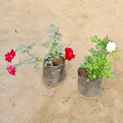 Buy Set of 2 - Kashmiri Rose Red & Kashmiri Rose White in 8 Inch Nursery bag | Urvann.com