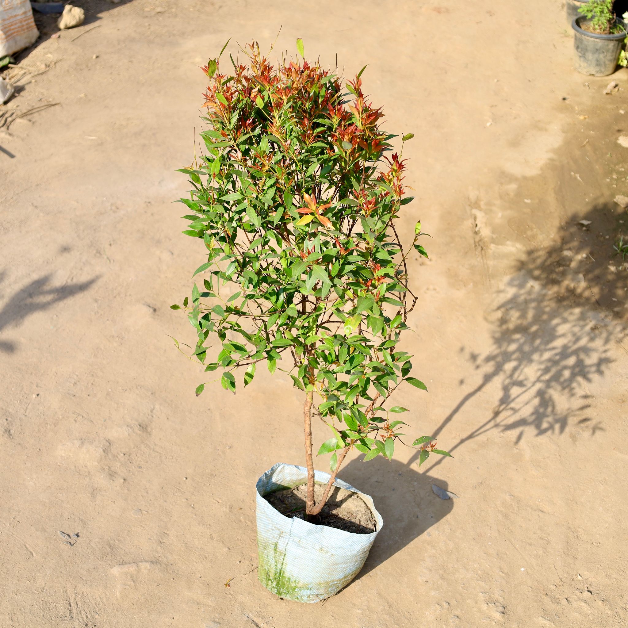 Syzygium / Christina Ficus Red (3 Ft) in 10 Inch Nursery bag