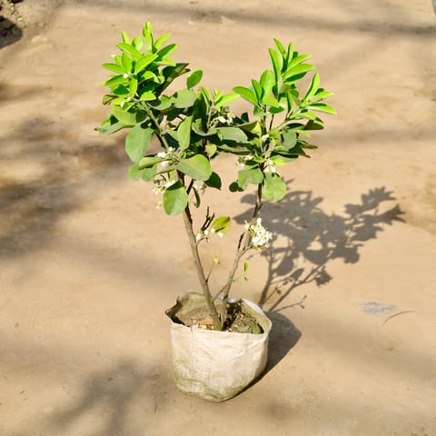 Buy Pomelo / Chakotra Fruit Plant in 10 Inch Live Fresh Plant Nursery bag โ Indoor plant online at Limkrt India