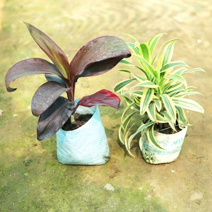 Set of 2 - Dracaena Kedarnath & Song of India in 4 Inch Nursery Bag