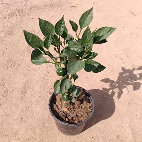 Capsicum / Shimla Mirch in 6 Inch Nursery Pot