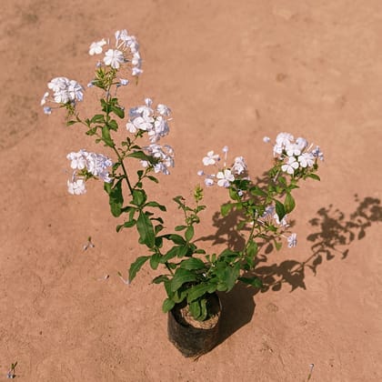 Plumbago Blue Flower in 4 Inch Nursery bag