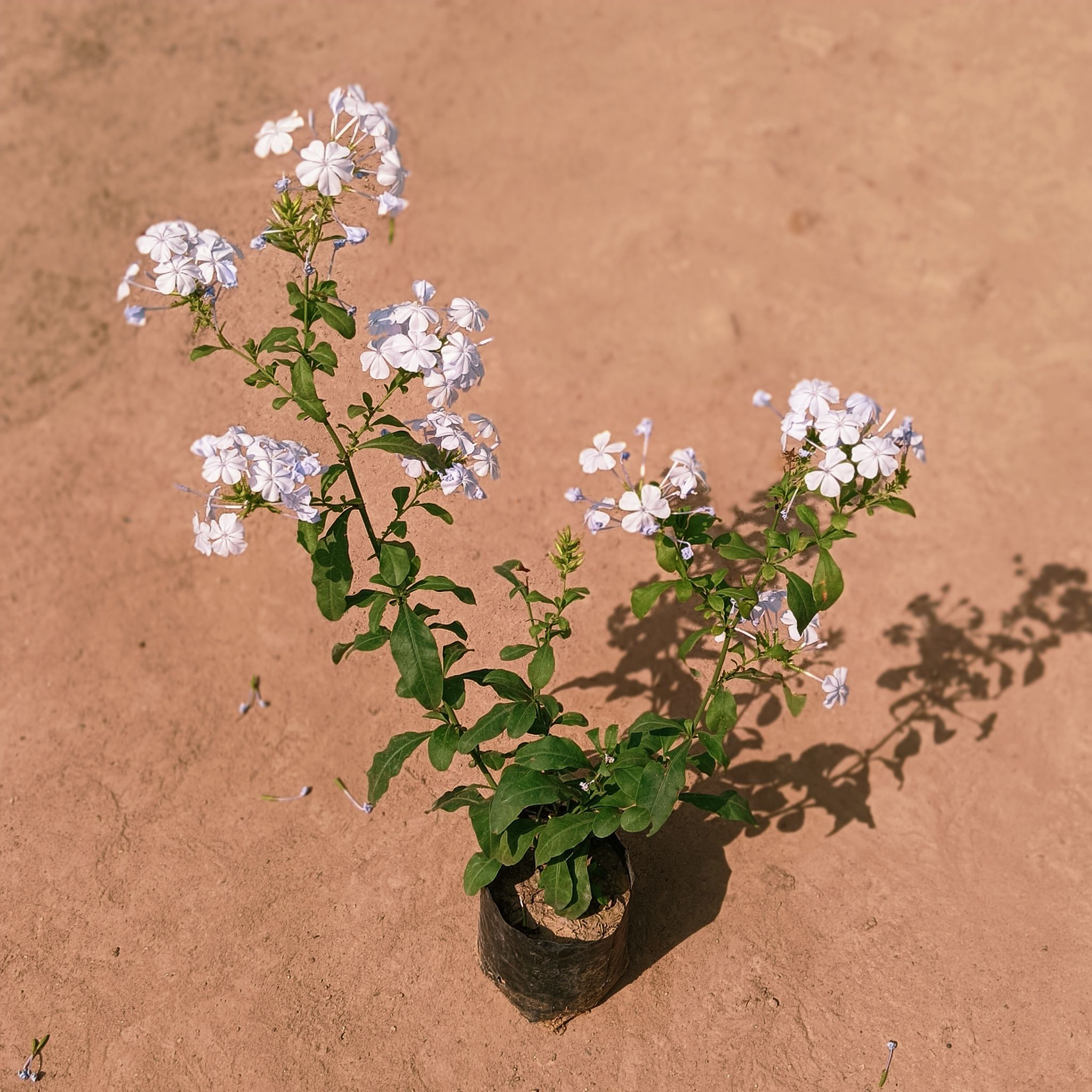 Plumbago Blue Flower in 5 Inch Nursery bag