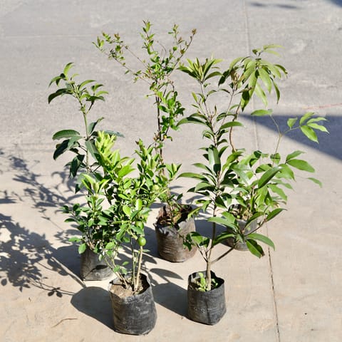 Set of 5 - Pomegranate / Anaar, Aam / Mango, Chikoo / Sapodilla, Nimbu / Lemon Plant & Litchi / Lychee in 5 Inch Nursery bag
