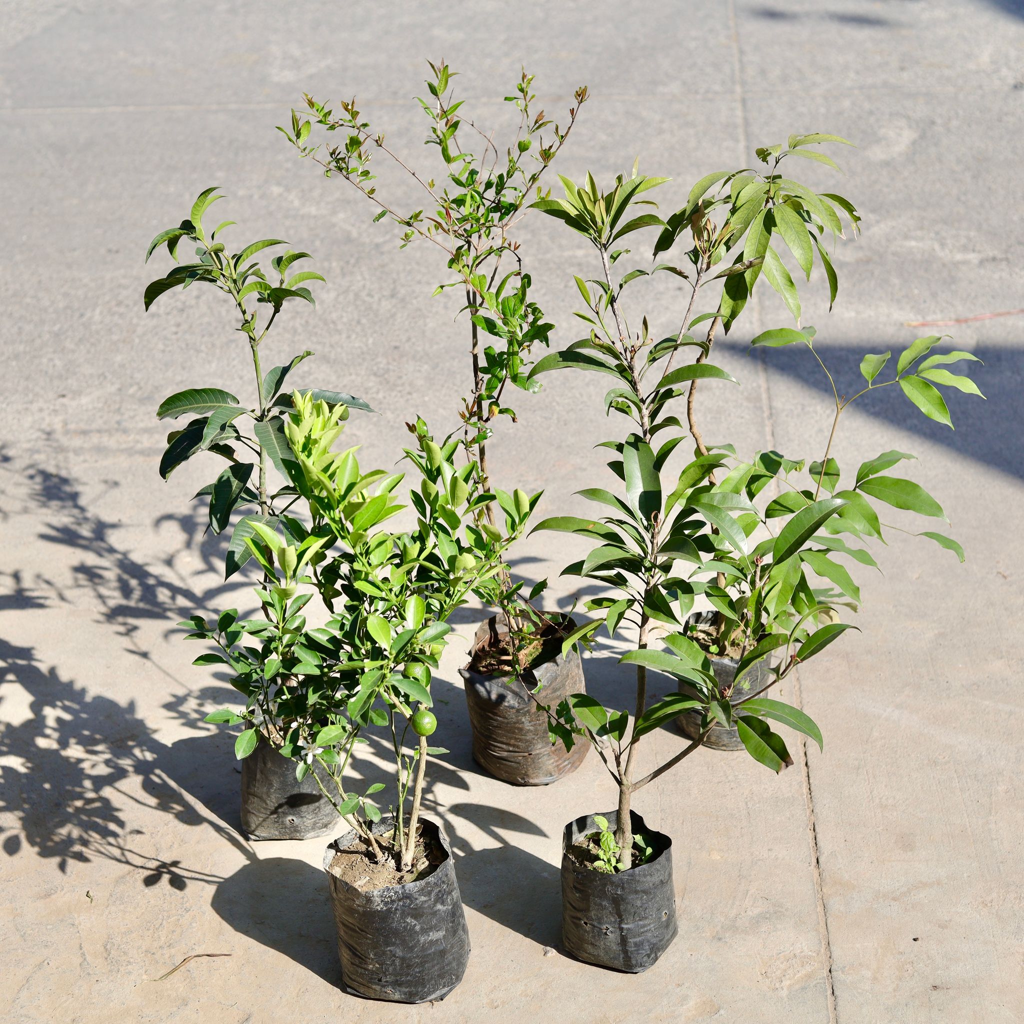 Set of 5 - Pomegranate / Anaar, Aam / Mango, Chikoo / Sapodilla, Nimbu / Lemon Plant & Litchi / Lychee in 5 Inch Nursery bag