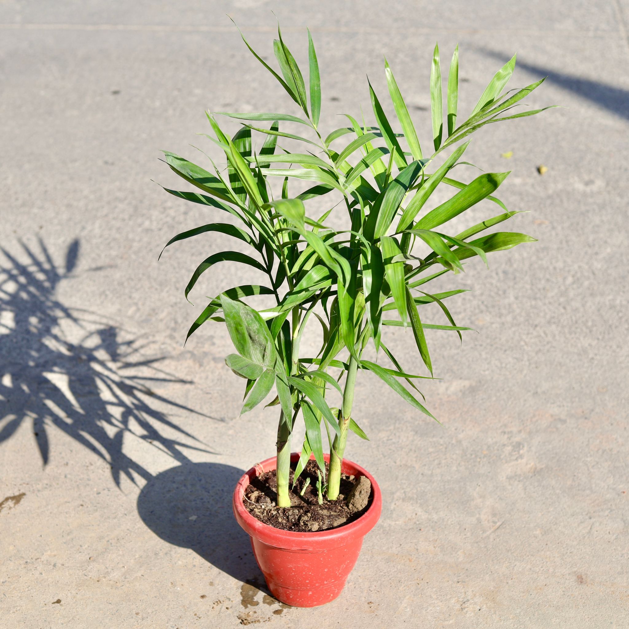 Chamaedorea Palm in 8 Inch Classy Red Plastic Pot