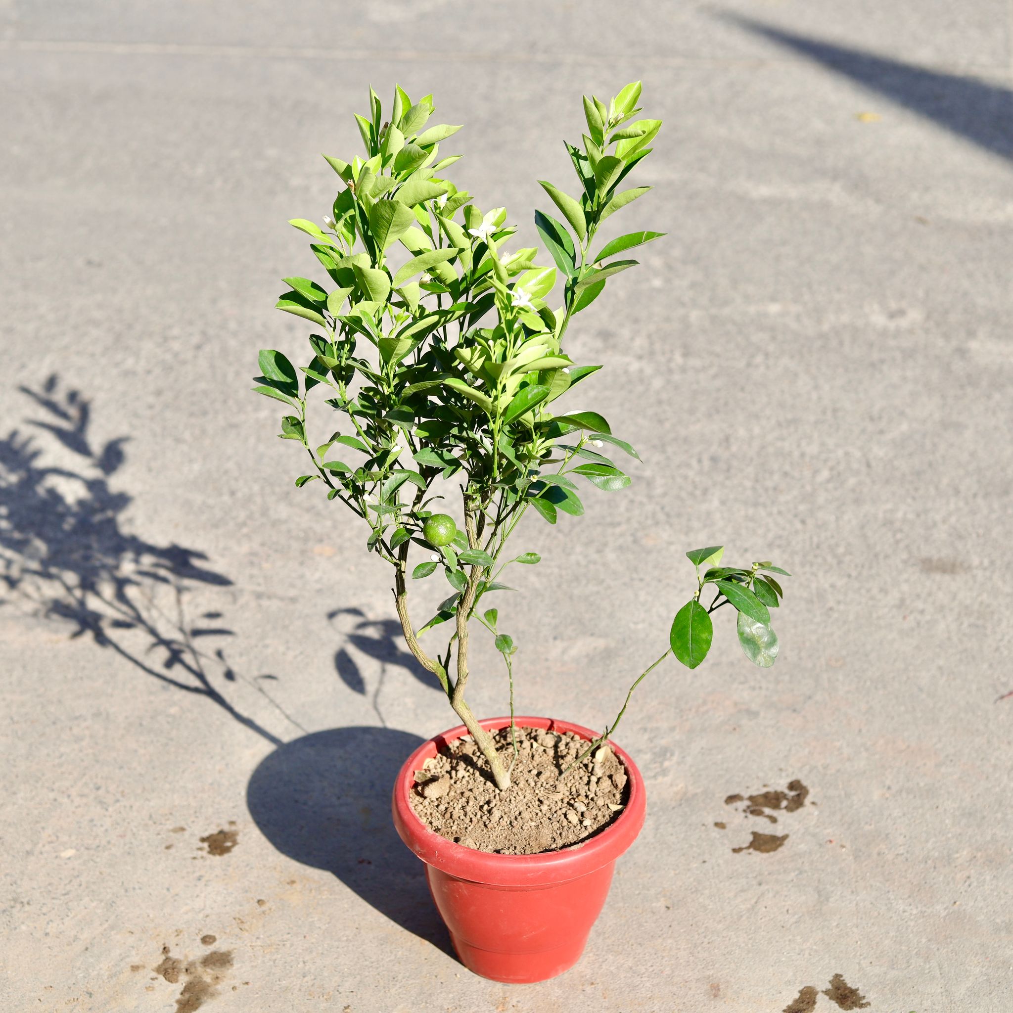 China Orange in 8 Inch Classy Red Plastic Pot