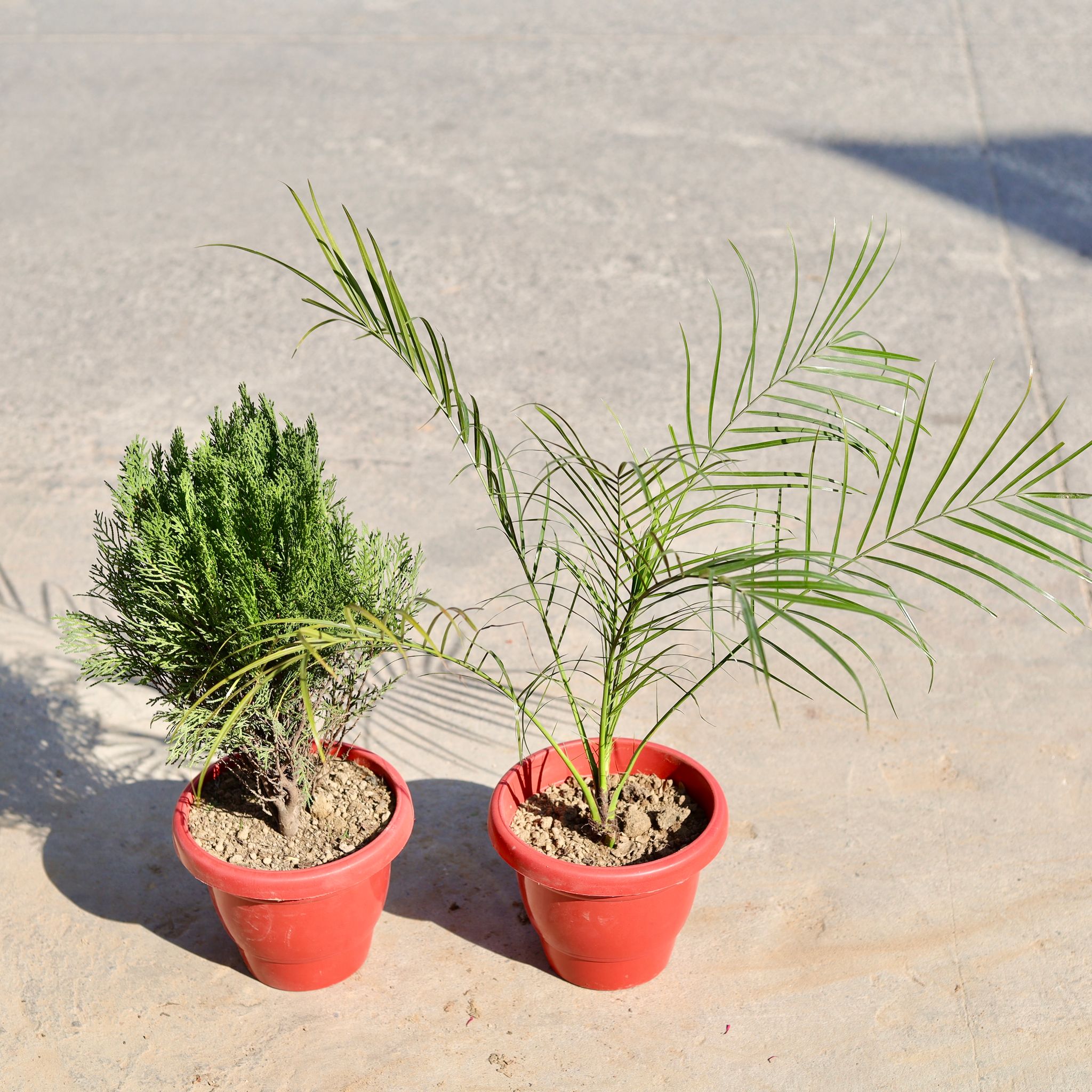 Set of 2 - Morphankhi & Phoenix Palm in 8 Inch Classy Red Plastic Pot