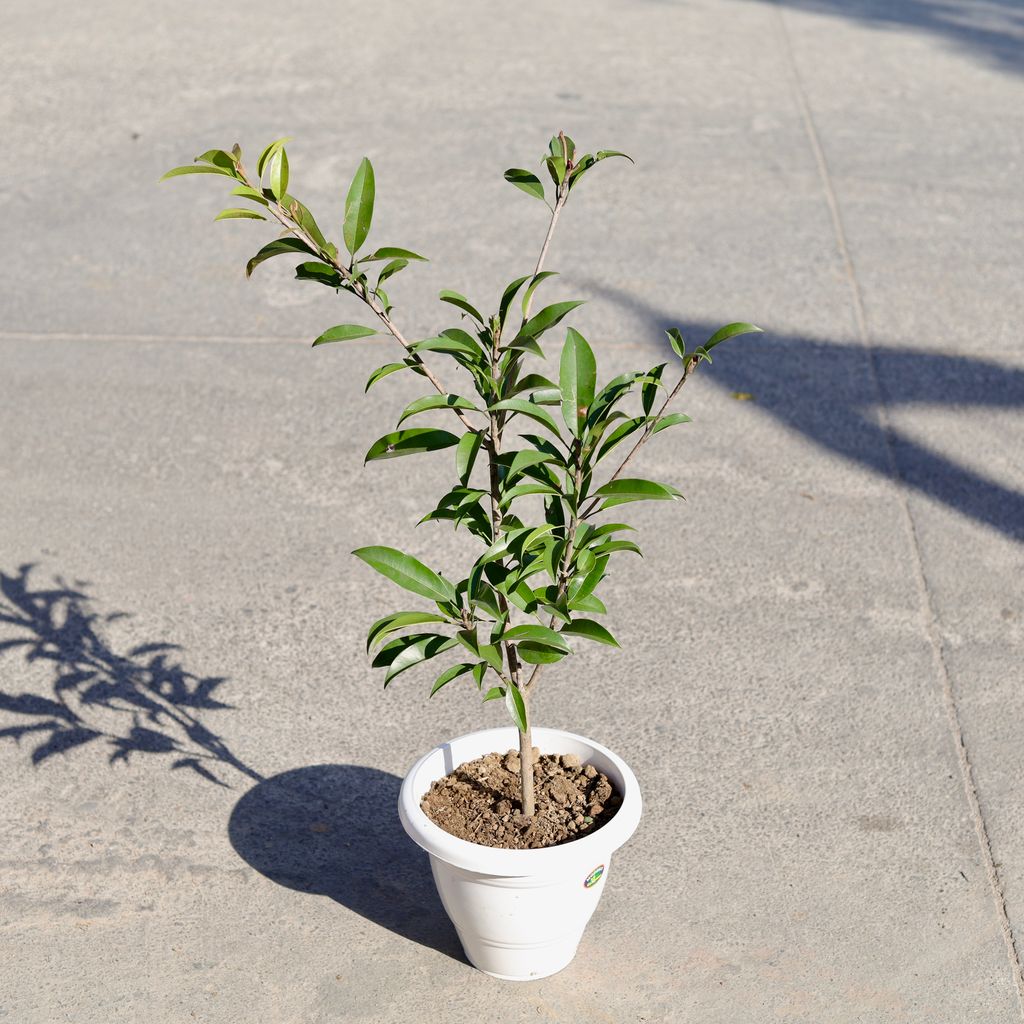 Buy Chickoo / Sapodilla in 8 Inch Classy White Plastic Pot | Urvann.com Chickoo / Sapodilla in 8 Inch Classy White Plastic Pot