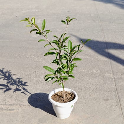 Buy Chickoo / Sapodilla in 8 Inch Classy White Plastic Pot | Urvann.com