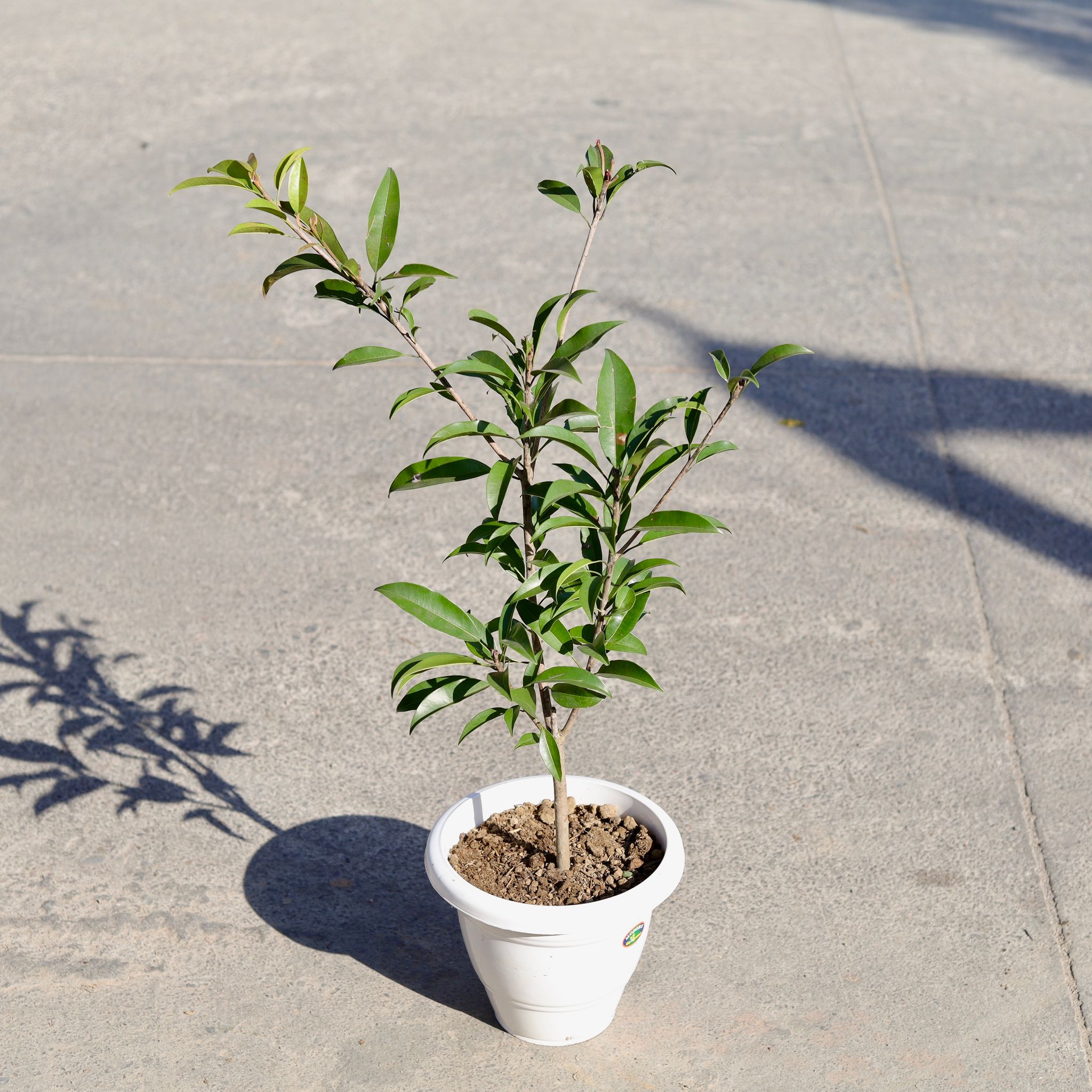 Chickoo / Sapodilla in 8 Inch Classy White Plastic Pot