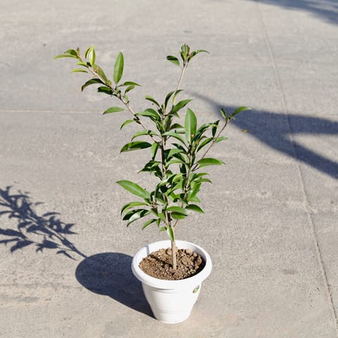 Chickoo / Sapodilla in 8 Inch Classy White Plastic Pot