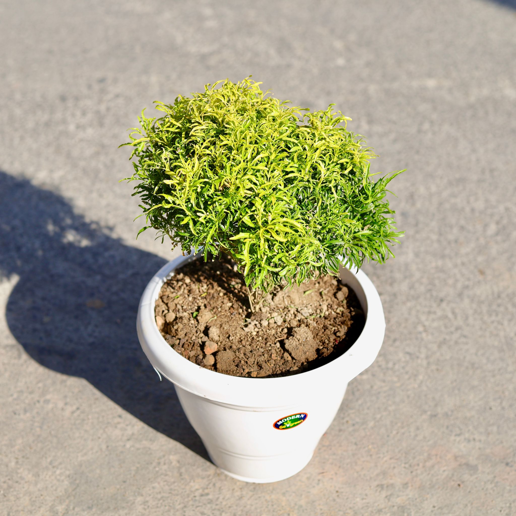 Golden Aralia in 8 Inch Classy White Plastic Pot
