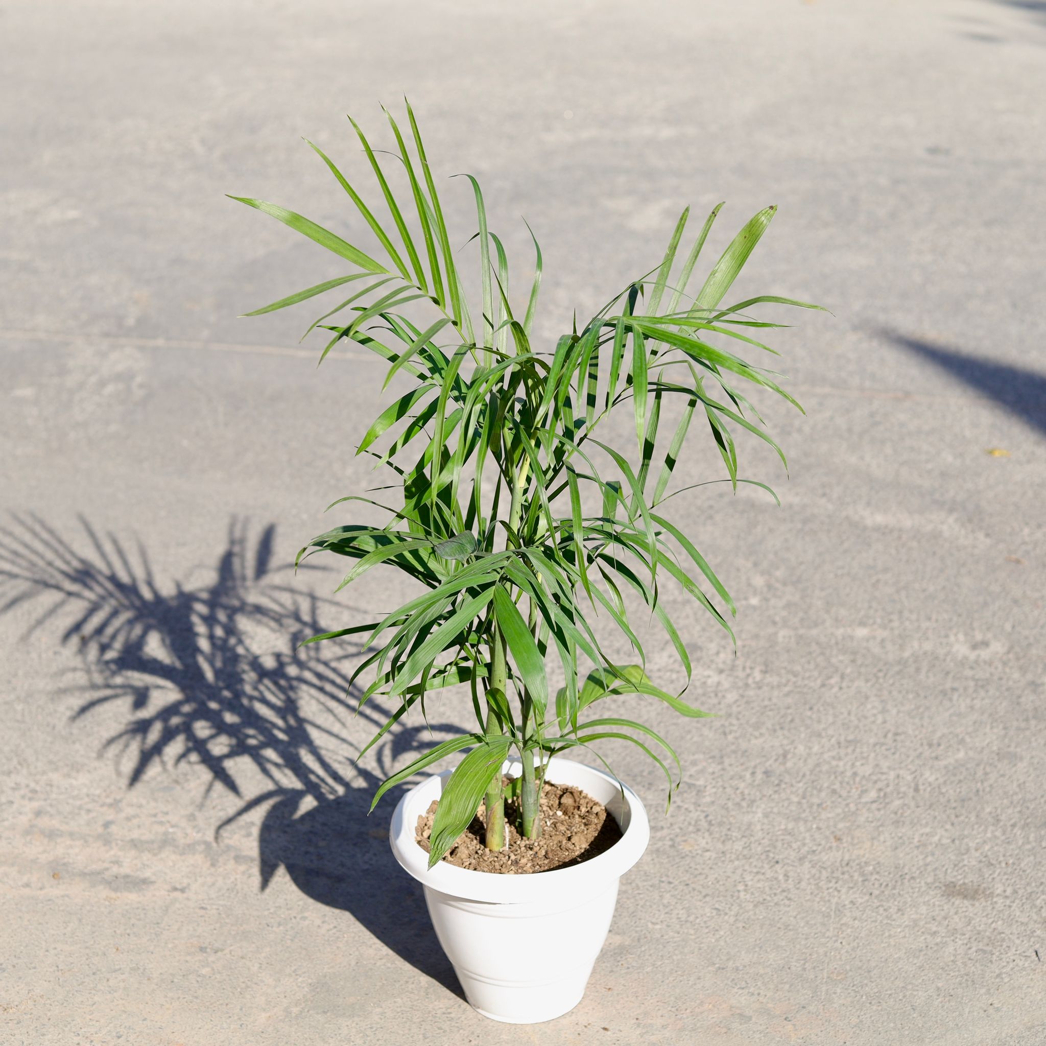 Chickoo / Sapodilla in 8 Inch Classy White Plastic Pot