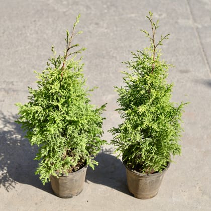 Buy Set of 2 - Golden Cypress in 6 Inch Nursery Pot | Urvann.com
