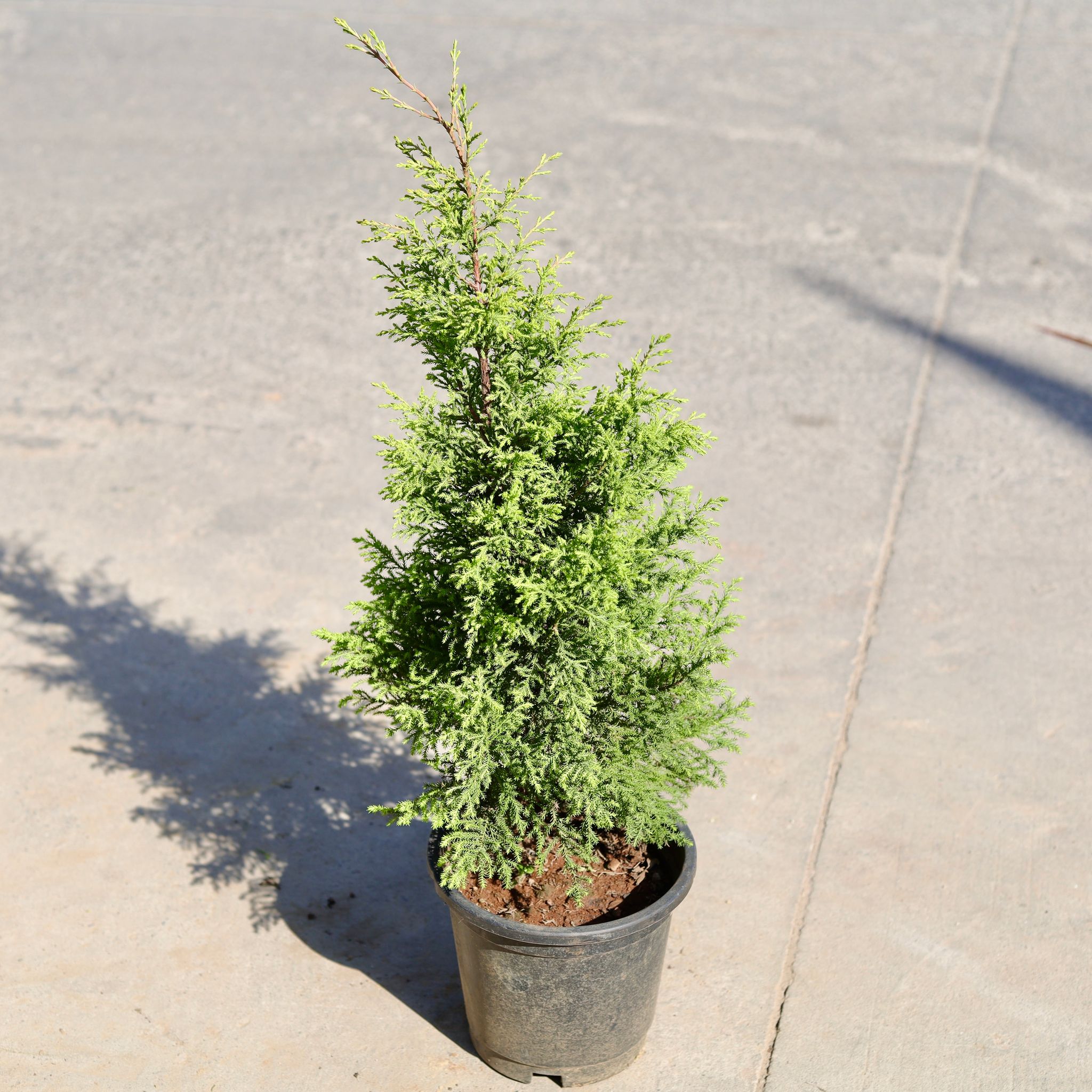 Golden Cypress in 8 Inch Nursery pot