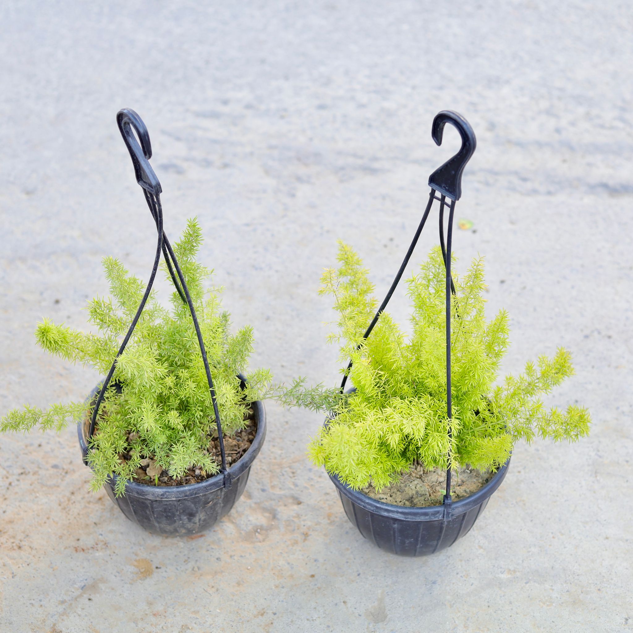 Set of 2 - Asparagus Mary in 6 Inch Hanging Pot