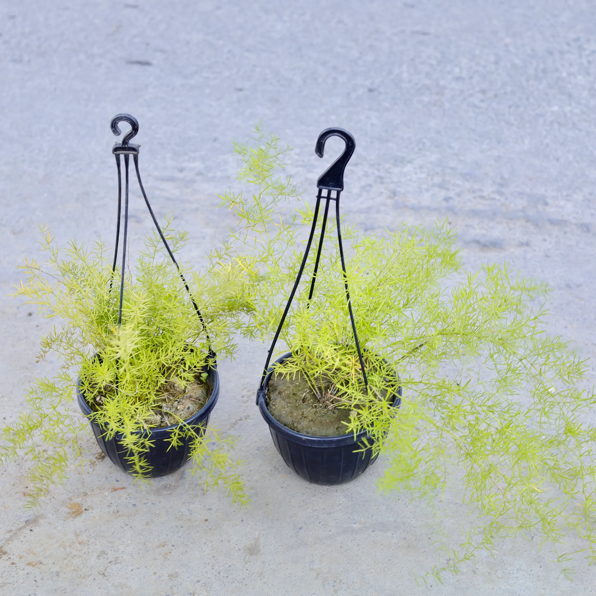 Set of 2 - Asparagus in 6 Inch Hanging Pot