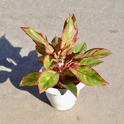 Buy Aglaonema Lipstick in 8 Inch Classy White Plastic Pot | Urvann.com