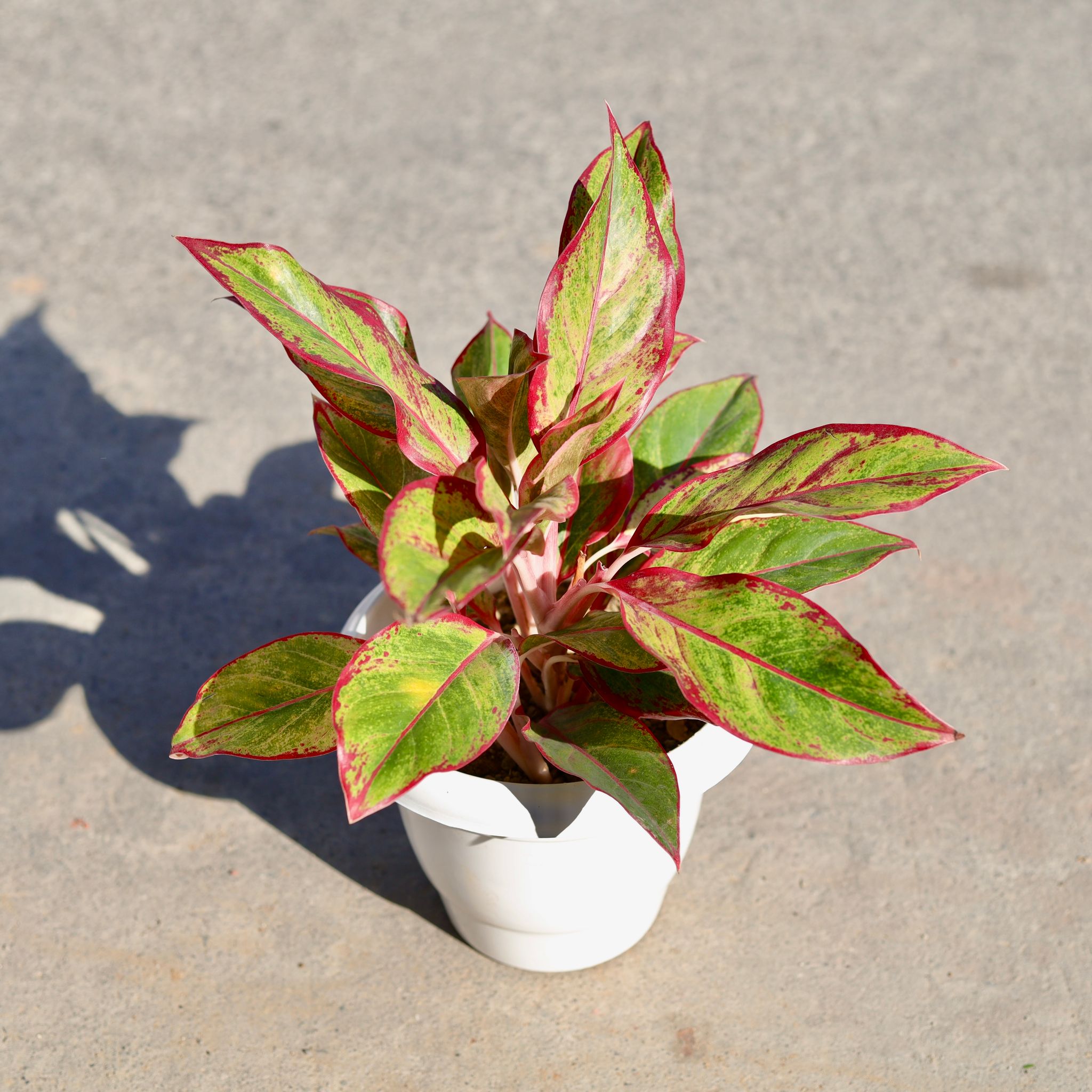 Aglaonema Lipstick in 8 Inch Classy White Plastic Pot
