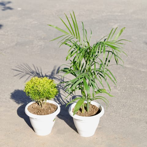 Set of 2 - Golden Aralia & Chickoo / Sapodilla in 8 Inch Classy White Plastic Pot