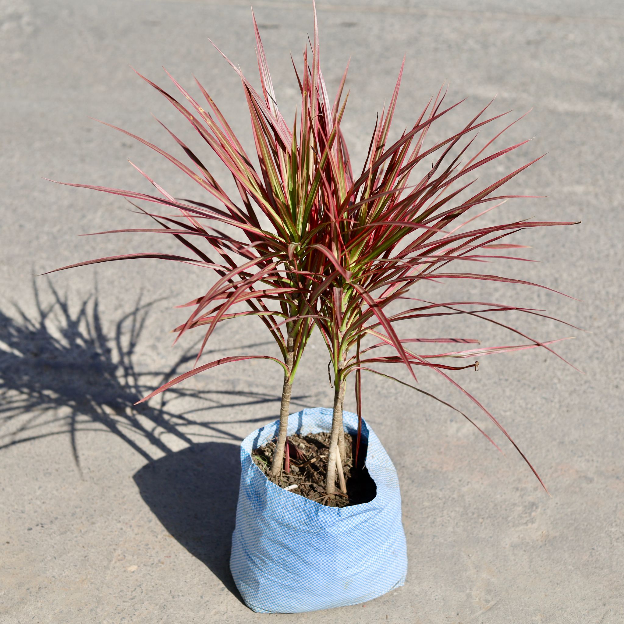 Dracaena Chloroma Red in 10 Inch Nursery bag