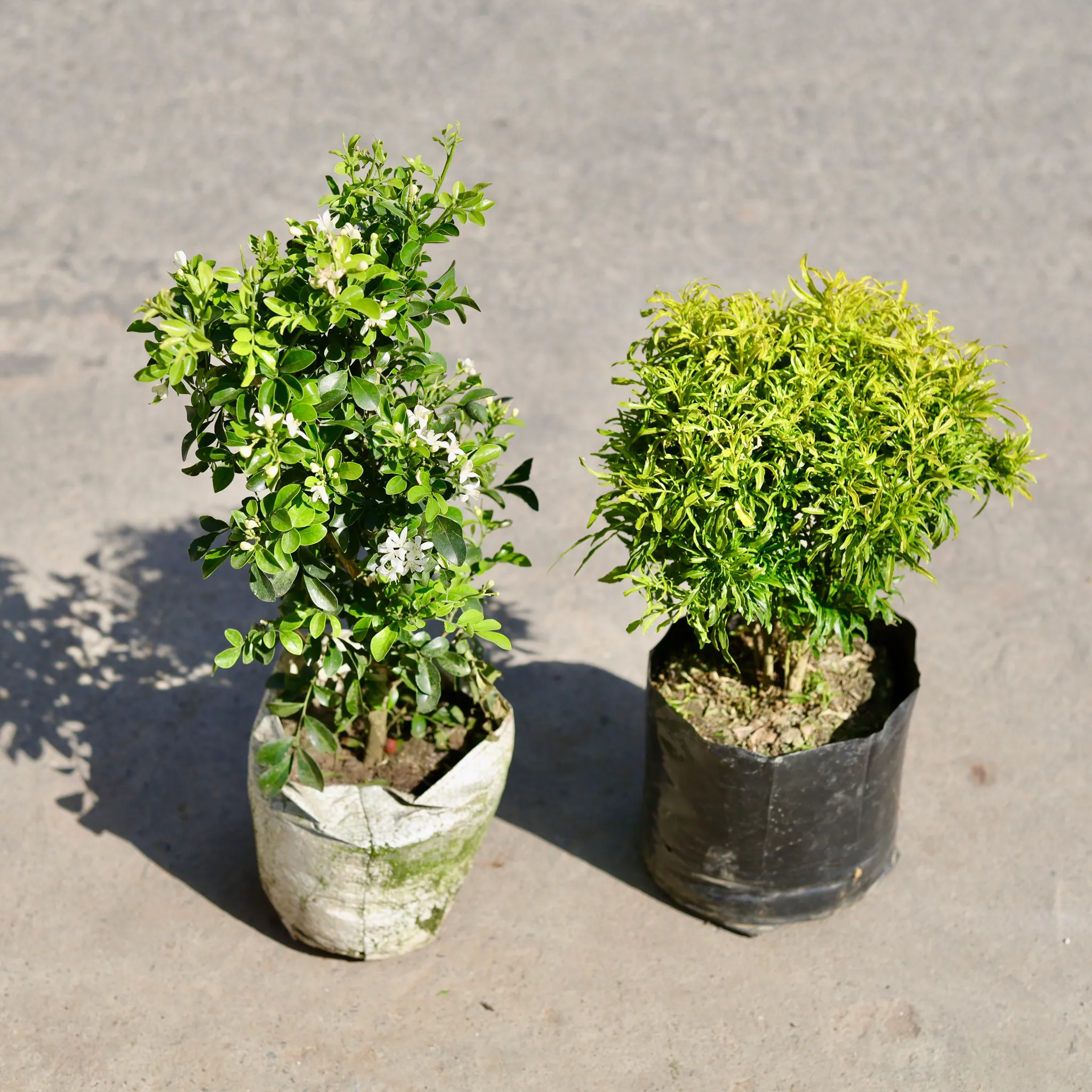 Set of 2 - Madhu Kamini White / Murraya (Any Colour) & Aralia Golden in 6 Inch Nursery bag